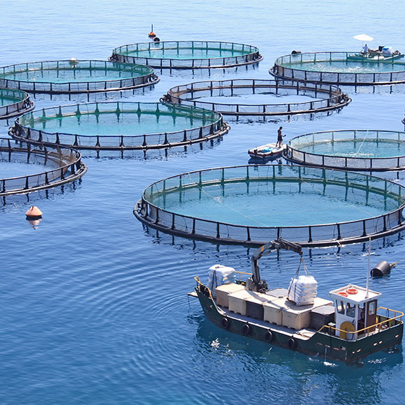 Aquaculture.jpg