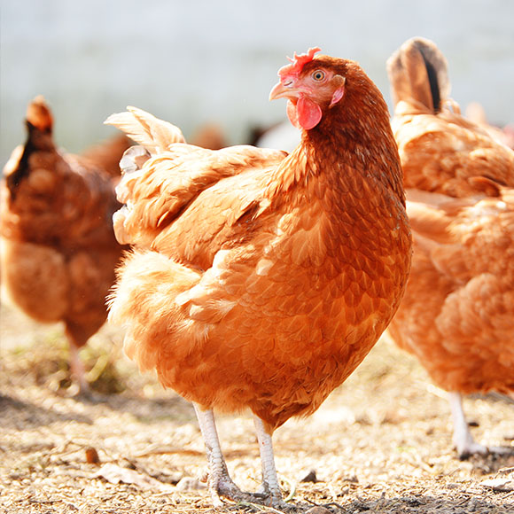 Chicken-Broiler.jpg