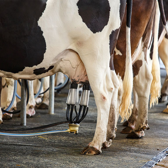 Dairy-farm.jpg