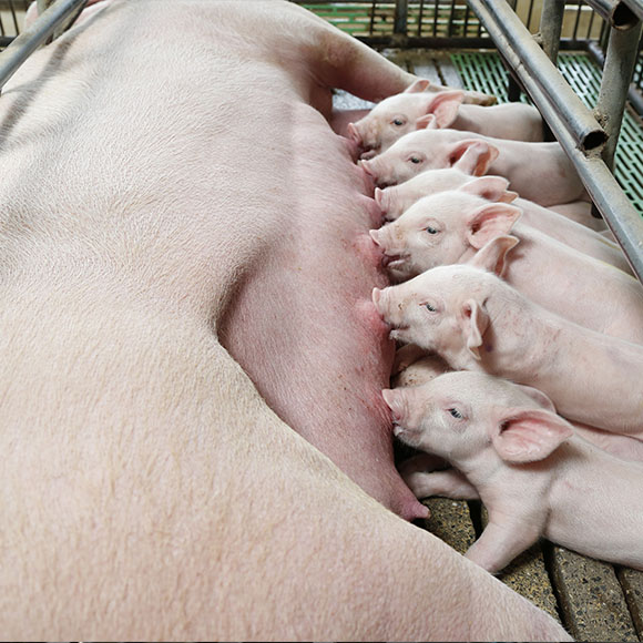 Pig-farm.jpg
