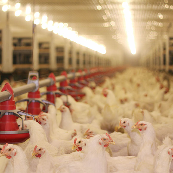Poultry-Farm.jpg