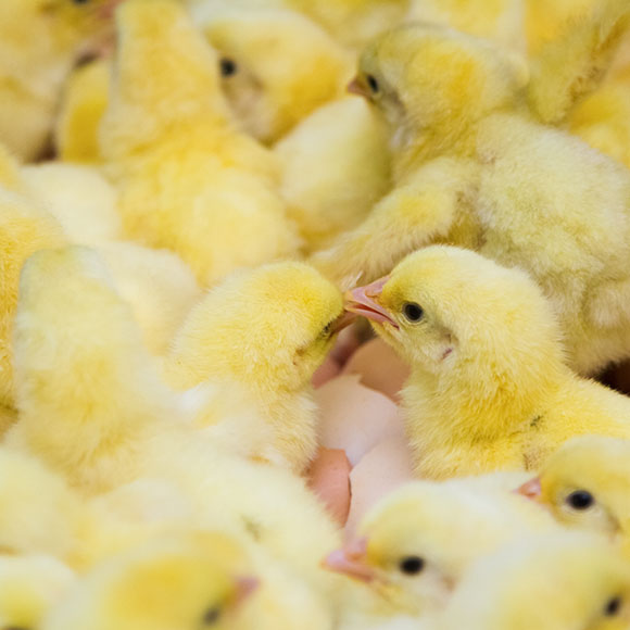 Poultry.jpg